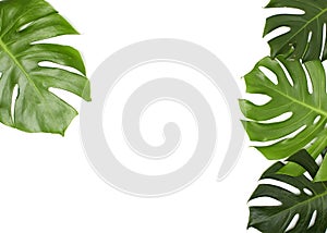 Monstera leaves On White background