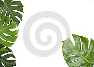 Monstera leaves On White background