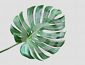 Monstera leaves on white background.Tropical,botanical