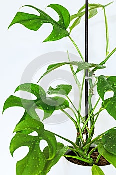 Monstera minima rhapidophora tetrasperma plant. photo