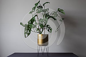 Monstera monkey mask plant in golden flower pot on plant stand photo