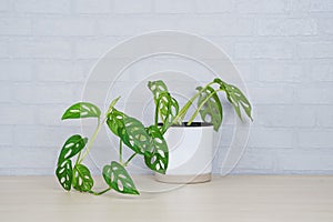 Monstera obliqua in clay pots on wooden table and gray brick wall.