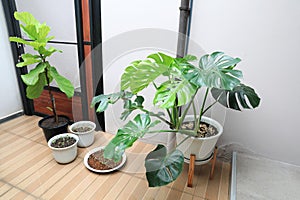 Monstera obliqua and Fiddle leaf Fig or Ficus Lyrate in pot