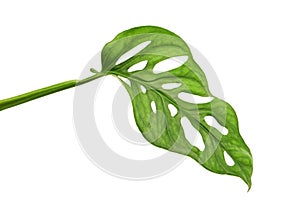 Monstera obliqua leaves, Tropical foliage  isolated on white background, with clipping path photo