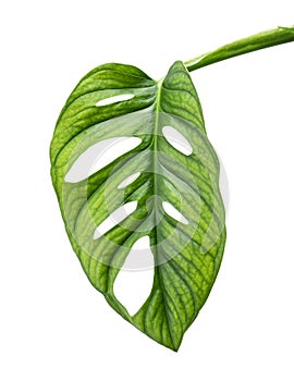 Monstera obliqua leaves, Tropical foliage  isolated on white background, with clipping path
