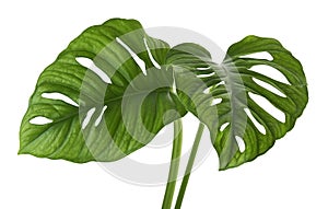 Monstera obliqua leaves, Tropical foliage isolated on white background, with clipping path photo