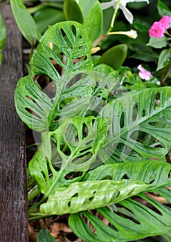 Monstera Obliqua