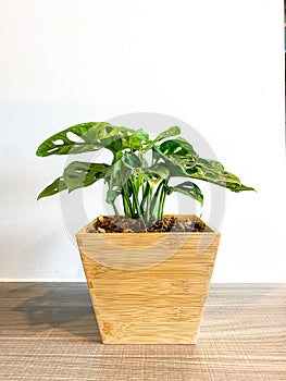 Monstera obliqua in the wooden pot