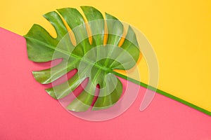 Monstera palm leaf on pink and yellow background
