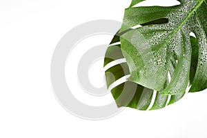 Monstera or Palm Leaves Summer Minimal White Background. Space for Text. Copyspace with Tropical Floral. Green Leaf