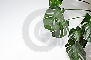 Monstera or Palm Leaves Summer Minimal White Background. Space for Text. Copyspace with Tropical Floral. Green Leaf