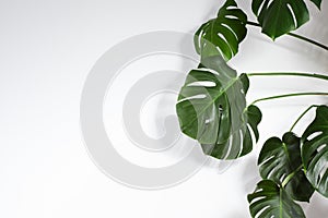 Monstera or Palm Leaves Summer Minimal White Background. Space for Text. Copyspace with Tropical Floral. Green Leaf