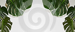 Monstera or Palm Leaves Summer Minimal White Background. Space for Text. Copyspace with Tropical Floral. Green Leaf