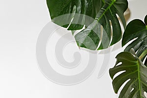 Monstera or Palm Leaves Summer Minimal White Background. Space for Text. Copyspace with Tropical Floral. Green Leaf