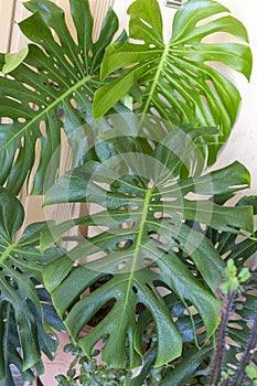 Monstera palm or split-leaf philodendron plant leaves closeup