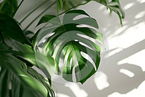Monstera palm tree with big green leaves next to white wall with natural shadows