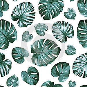 Monstera philodendron split leaves exotic tropical plant seamless pattern. Green blue windowleaf on white background.