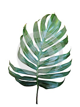 Monstera, philodendron tropical leaf isolated on white background, clipping path included.