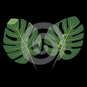 Monstera Plant with Black Background