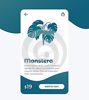 Monstera plant buy online, e-commerce and shopping