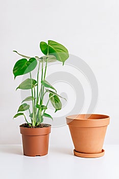 Monstera plant with clay pot on white table, home gardening, seasonal plant transplant concept
