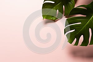 Monstera Plant, colored background