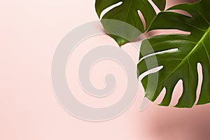 Monstera Plant, colored background