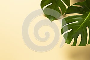 Monstera Plant, colored background
