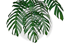 Monstera plant leaf jungle branches hanging isolated on white background, Clipping path