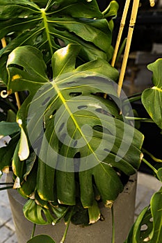 Monstera plant leaf, the tropical evergreen vine isolated on background.