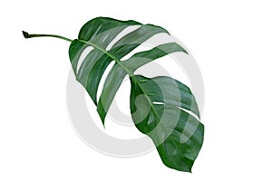 Monstera plant leaf, the tropical evergreen vine isolated on white background