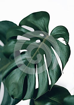 Monstera plant leaf, the tropical evergreen vine isolated on white background.