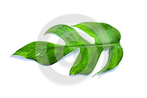 Monstera plant leaf, the tropical evergreen vine isolated on white background, clipping path included