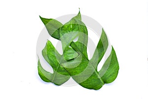 Monstera plant leaf, the tropical evergreen vine isolated on white background, clipping path included