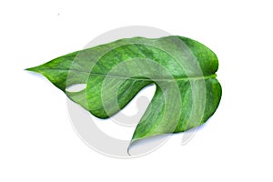 Monstera plant leaf, the tropical evergreen vine isolated on white background, clipping path included