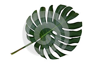 Monstera plant leaf, the tropical evergreen vine isolated on white background, path