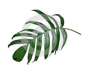 Monstera plant leaf, the tropical evergreen vine isolated on white background, path