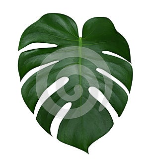 Monstera plant leaf, the tropical evergreen vine isolated on white background, path