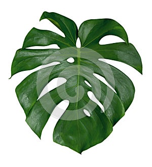 Monstera plant leaf, the tropical evergreen vine isolated on white background, path
