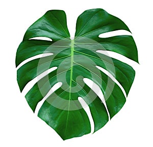 Monstera plant leaf, the tropical evergreen vine isolated on white background, path