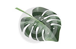 Monstera plant leaf, the tropical evergreen vine top isolated on white background, clipping path included ai generative