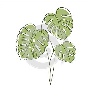 Monstera plant leaves in linear drawing icon.