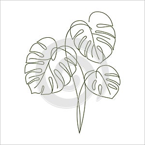 Monstera plant leaves in linear drawing icon.