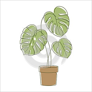 Monstera plant leaves in linear drawing icon.