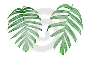 Monstera plant leaves, the tropical evergreen vine isolated on