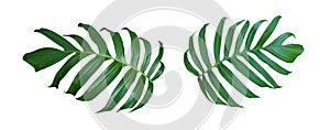 Monstera plant leaves, the tropical evergreen vine isolated on