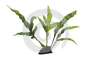 Monstera plant leaves, the tropical evergreen vine isolated on white background