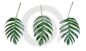 Monstera plant leaves, the tropical evergreen vine isolated on