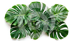 Monstera Plant Leaves - Tropical Evergreen Vine Isolated on White Background with Clipping Path