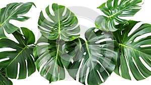 Monstera Plant Leaves - Tropical Evergreen Vine Isolated on White Background with Clipping Path